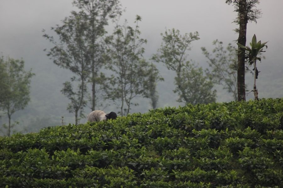 Misty Darjeeling tea plantation at dawn