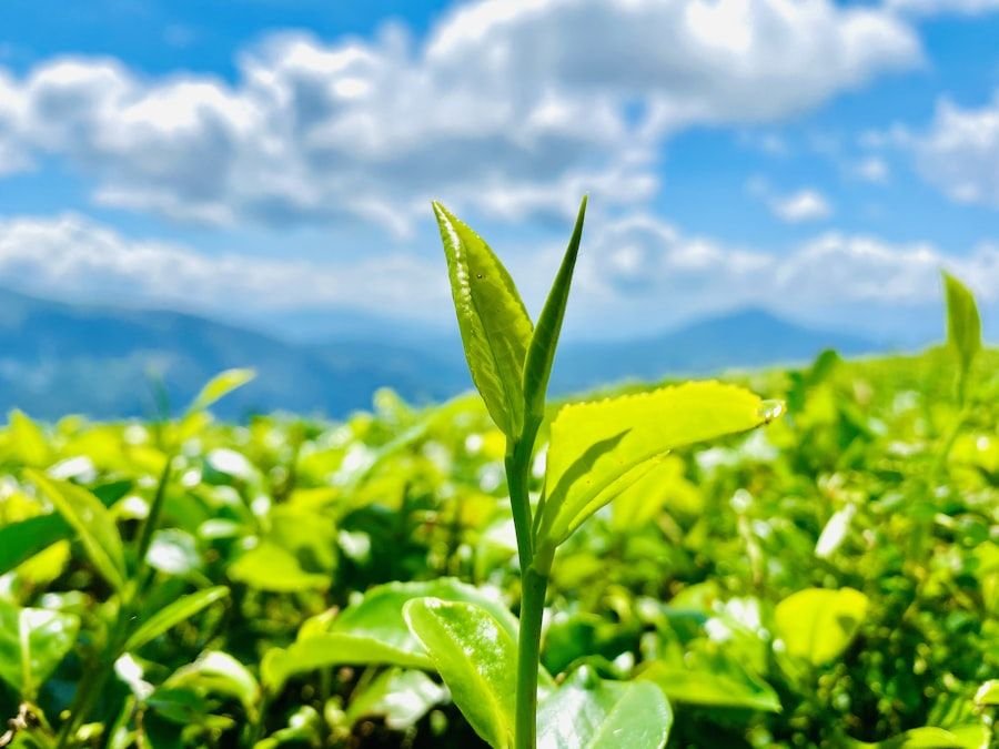 Close-up of vibrant green tea leaves being handpicked in the Nilgiri hills
